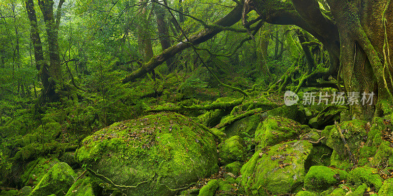 日本屋久岛(Yakushima)上的白谷文须共步道(Shiratani Unsuikyo trail)上郁郁葱葱的雨林